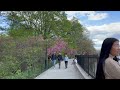 New York City 2024 Spring Walk Central Park Bridle Path Cherry Blossoms 4K NYC Walk