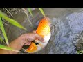 Finding Big Koi fish, Koki fish, Ornamental fish, Gold fish, Freshwater fish, Sea fish - Part225