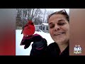 Northern Michigan in Focus: The Cardinal Lady