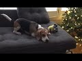 Beagle howling about bathtime