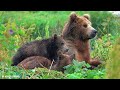 THE WORLD OF ANIMALS 4K - Scenic Relaxation Film - 4K Video (Ultra HD)
