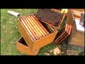 Ključne tajne pčelinjeg gnezda - PČELARSTVO IVANČEVIĆ
