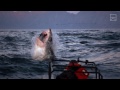 A Great White Shark Breached & Just Missed Us!