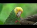 Mesmerizing Macaw Parrots in 4K HDR: Relax with Stunning Visuals & Surround Sound