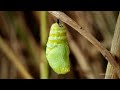 Butterfly: A Life | National Geographic