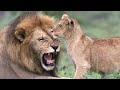 The Spectacular Wildlife Of East Africa | To The Ends Of The Earth