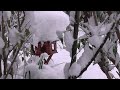so much snow - deer in forest Lower Bavaria - so viel Schnee - Rotwild