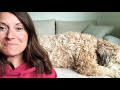 What's it like to own a Wheaten Terrier?
