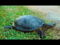 Baby Animals 8K ULTRA HD - Relaxing Film with Beautiful Scenes and Inspirational Music