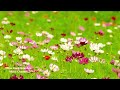 Deep Healing Music for The Body & Soul - Remove Negative Energy - Healing Frequency Music