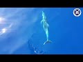 Fethiye  Dalış - Fethiye Diving Centre -Mavi sular ve Yunuslar