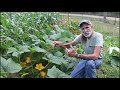 How to PRUNE Summer SQUASH