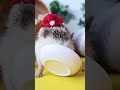 😍 Cute and Funny 😜 Moments with Hedgehogs 🦔 Compilation 🥰 Милые и Смешные 😃 Моменты с Ежами 🦔