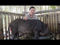 How The Wild Boars After 6 Months From My Brother Robert Donation. Amy Green forest life