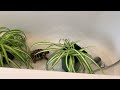 Raph the Tort and his plants getting a warm soak