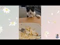 Laugh Out Loud with These Funny Animals 😍 Funniest Dogs and Cats Videos 😺🐶