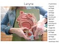 Respiratory System Lab (NEW)