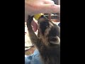 Bottle feeding orphaned baby Raccoon!
