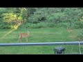 Mom & Fawn in the Back Yard!
