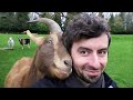 A goat's way of saying 'I love you' 🥰 Best Animals Show Love Videos
