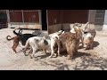 🙏🙏🙏 Please help us save street dogs of Bosnia and Herzegovina 🙏🙏🙏