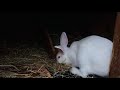 Pregnant rabbit building her first nest