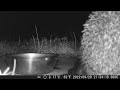 2022-09-29: Hedgehog 21:01 to 2232