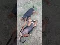 puppy fight 🙈🙈