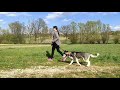 The best training for leading a dog on a leash