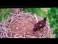 Eaglet seems to play with ball