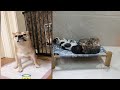 Funniest Cats And Dogs Videos 😎 - Best Funny Animal Videos 2024 😹🐶