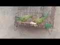 #Imran_Sir Beautiful and Colorful cage birds
