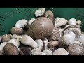Farming is also science! process of growing fresh mushrooms by Korean scientists.