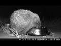 2022-09-28: 54 minutes of Hedgehog