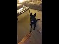 German shepherd puppy performing tricks