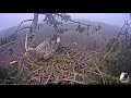 LDF Jūras ērglis (White tailed eagle) - Raven messes with the nest, Raimis tidies up 26.11.2019