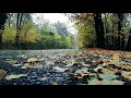 Refreshing Morning Raindrops | Pure and Pristine Nature Sounds