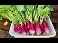 How to Grow Radish from Seed in Containers: French Breakfast Radish in Planters and Grow Bags