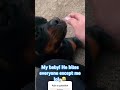 Mommy of a #rottweiler who wants to build a huge platform  doing good and fun prizes. Help me build