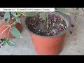 RIGHT way to grow & care for Tibouchina (they don't tell you this)