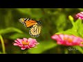 Healing flight of butterflies - 1000 fps slow motion