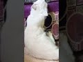 كيف تتعامل مع القطط إللي عندها فرط حركة _ معلومة لمربي القطط #قطط #cats