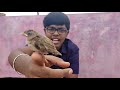 Sparrow chick care in Tamil |Petalogic