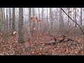 Virtual Hike - Foggy Forest At Dusk
