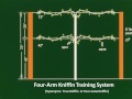 The 4-Arm KniffinTraining System for Grapevines - Grape Video #15