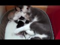 Kitten Cuteness - Day 6