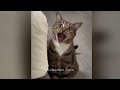 When Cats Are So Silly 😹 I will die laughing 😸🙀 Funny Animal Videos 2024 🤣