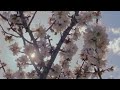 Haruko - Sweet Blossom