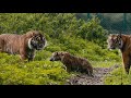 Tigers Have RARE Father Daughter Relationship | FOTA: Into the Wild | Nature Bites