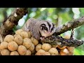 Wildlife - Just Marsupials | Free Documentary Nature